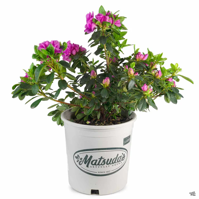 Azalea 'Happy Days'