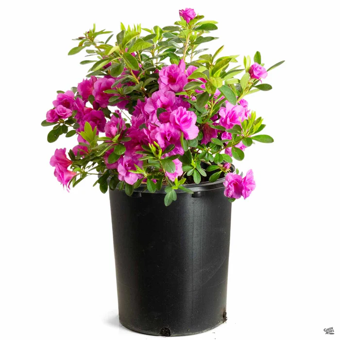 Azalea 'Happy Days'