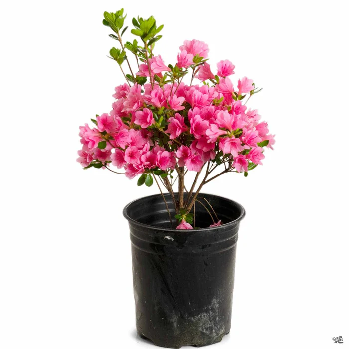 Azalea 'Coral Bells'