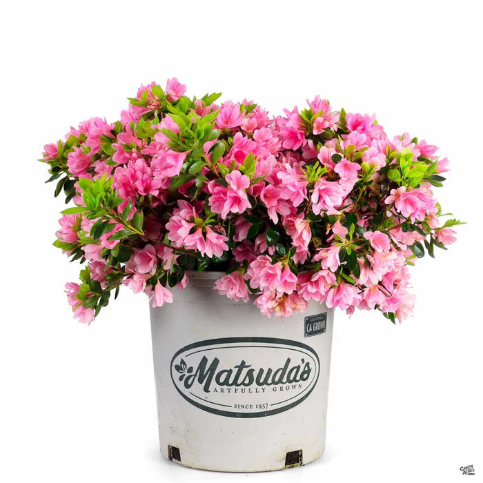Azalea 'Coral Bells'