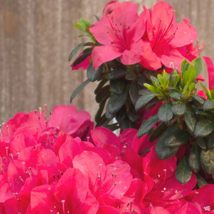 805-azalea-cherry-drops-1.webp Azalea 'Cherry Drops'