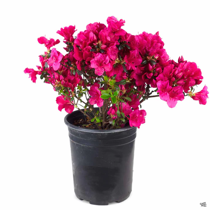 805-azalea-cherry-drops-2.webp Azalea 'Cherry Drops'