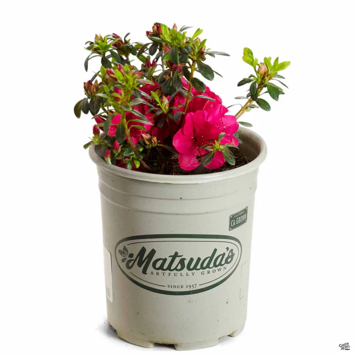 805-azalea-cherry-drops-3.webp Azalea 'Cherry Drops'