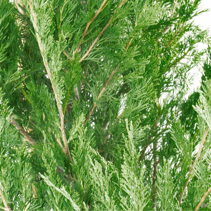 808-juniper-spartan-1.webp Juniper 'Spartan'