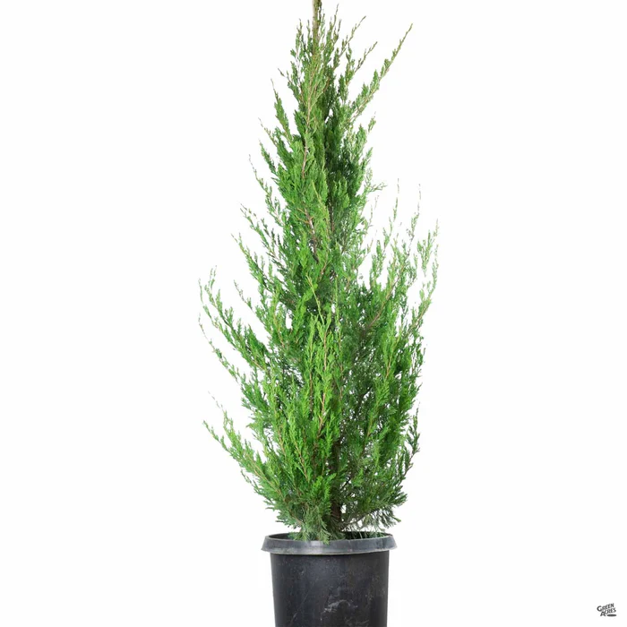 808-juniper-spartan-2.webp Juniper 'Spartan'