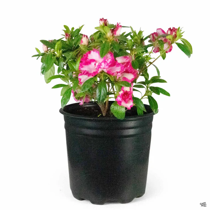 812-azalea-memoir-john-hearrens-2.webp Azalea 'Memoir John Hearrens'