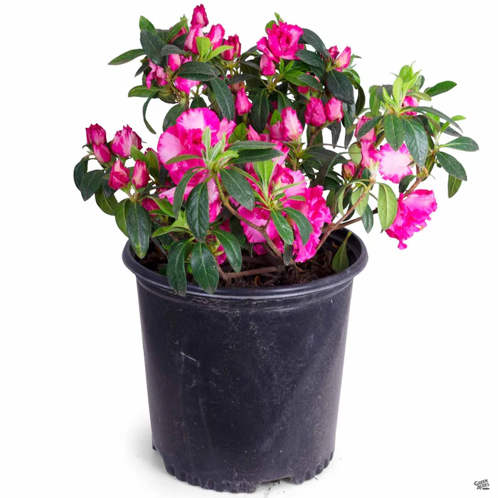 812-azalea-memoir-john-hearrens-3.webp Azalea 'Memoir John Hearrens'