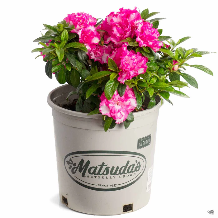 812-azalea-memoir-john-hearrens-4.webp Azalea 'Memoir John Hearrens'