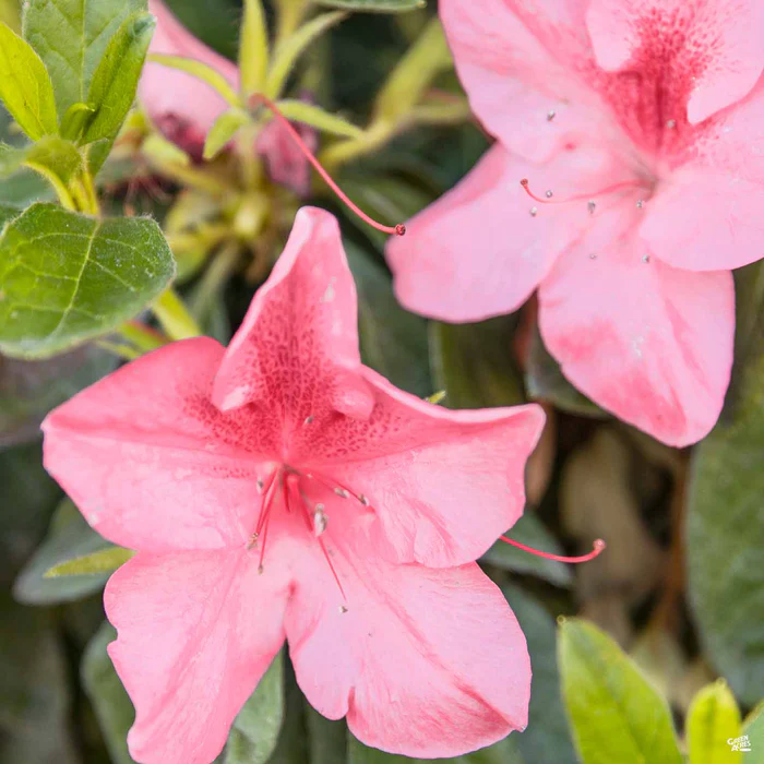 Azalea 'Pride of Dorking'