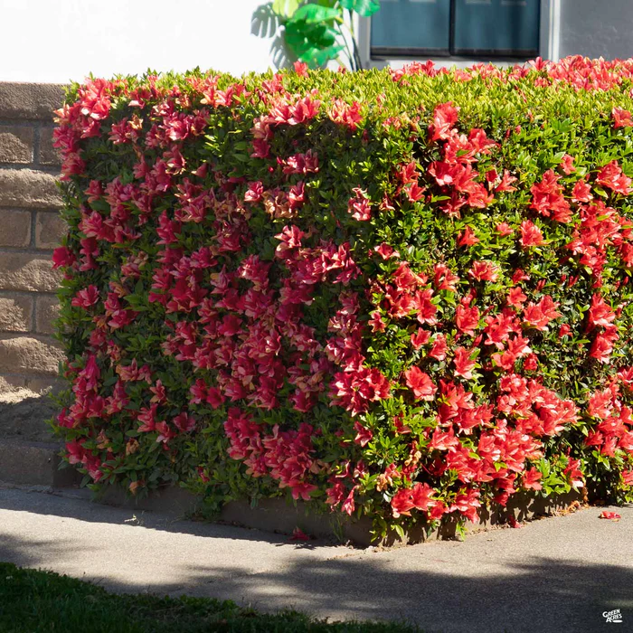 Azalea 'Pride of Dorking'