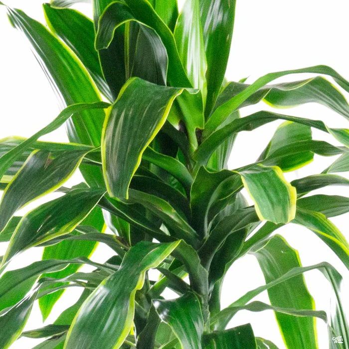 816-dracaena-pele-1.webp Dracaena Pele