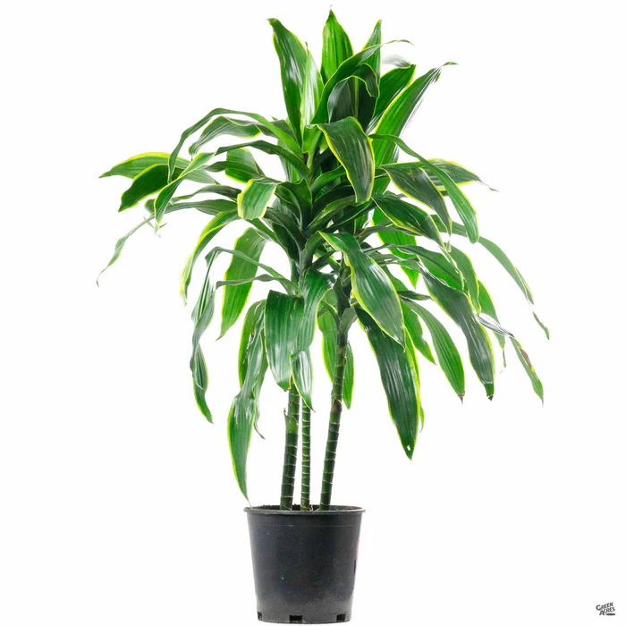 816-dracaena-pele-2.webp Dracaena Pele