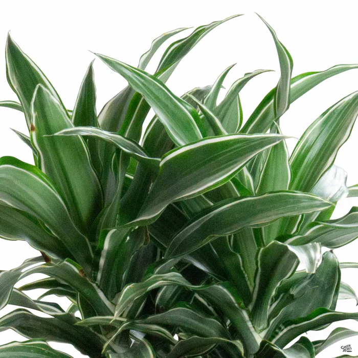 819-dracaena-warneckii-1.webp Dracaena 'Warneckii'