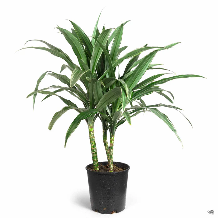 819-dracaena-warneckii-2.webp Dracaena 'Warneckii'