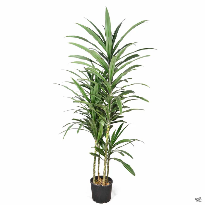 819-dracaena-warneckii-3.webp Dracaena 'Warneckii'