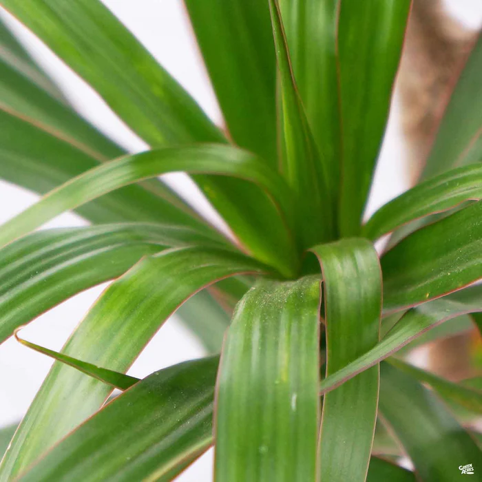 822-red-edged-dracaena-magenta-1.webp Red-edged Dracaena 'Magenta'