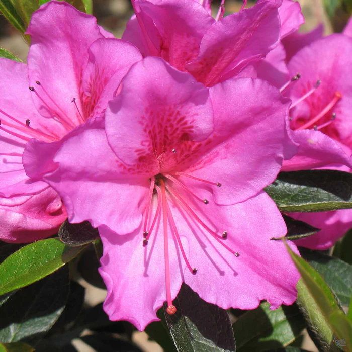 Azalea 'Phoenicia/Formosa'