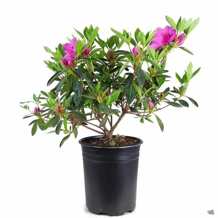 Azalea 'Phoenicia/Formosa'