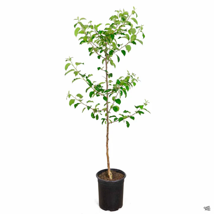 Apple 'Fuji', Dwarf