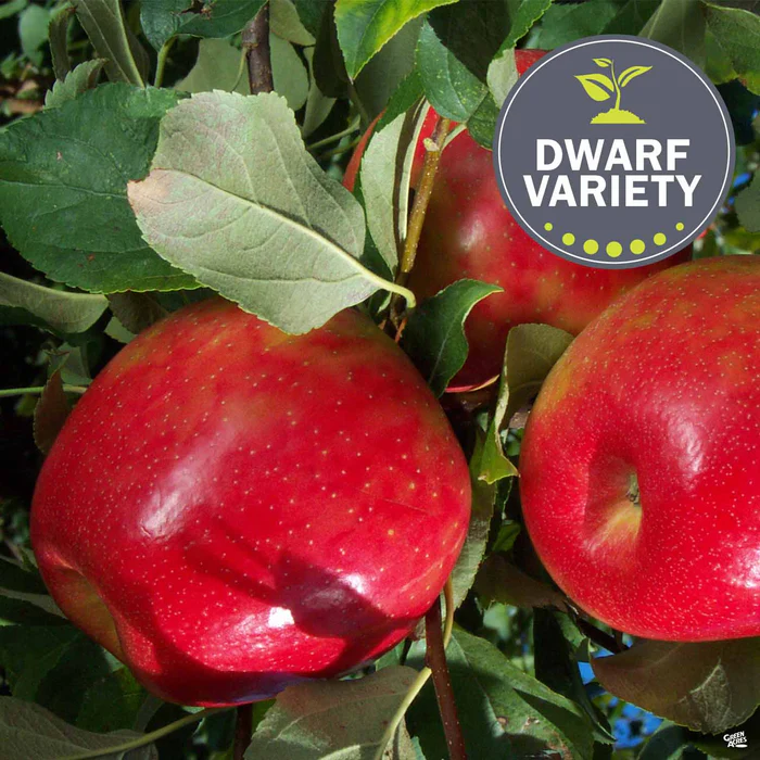 832-apple-honeycrisp-dwarf-1.webp Apple 'Honeycrisp', Dwarf