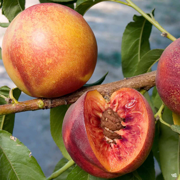 837-nectarine-liz-s-late-1.webp Nectarine 'Liz's Late'