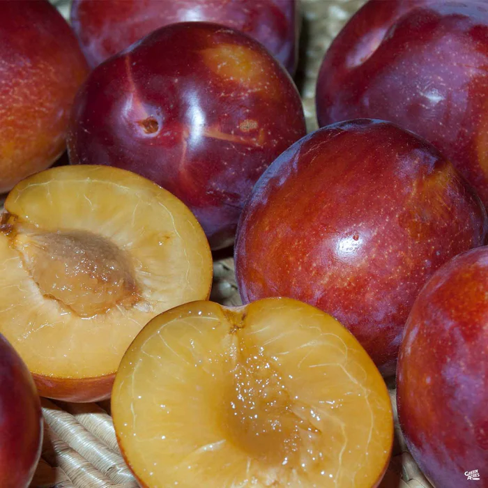 Sugar Twist Pluerry Interspecific Plum Bareroot