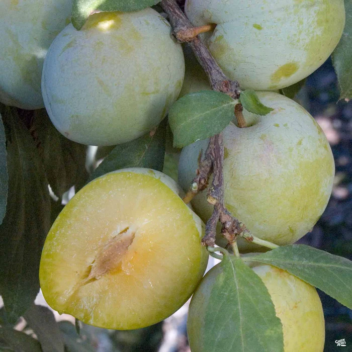 841-plum-emerald-beaut-1.webp Plum 'Emerald Beaut'