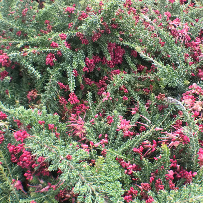 Grevillea 'Coastal Gem'