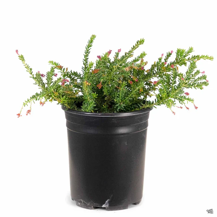 Grevillea 'Coastal Gem'
