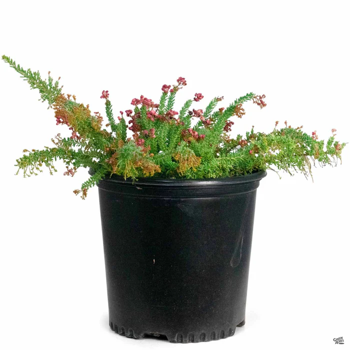 Grevillea 'Coastal Gem'