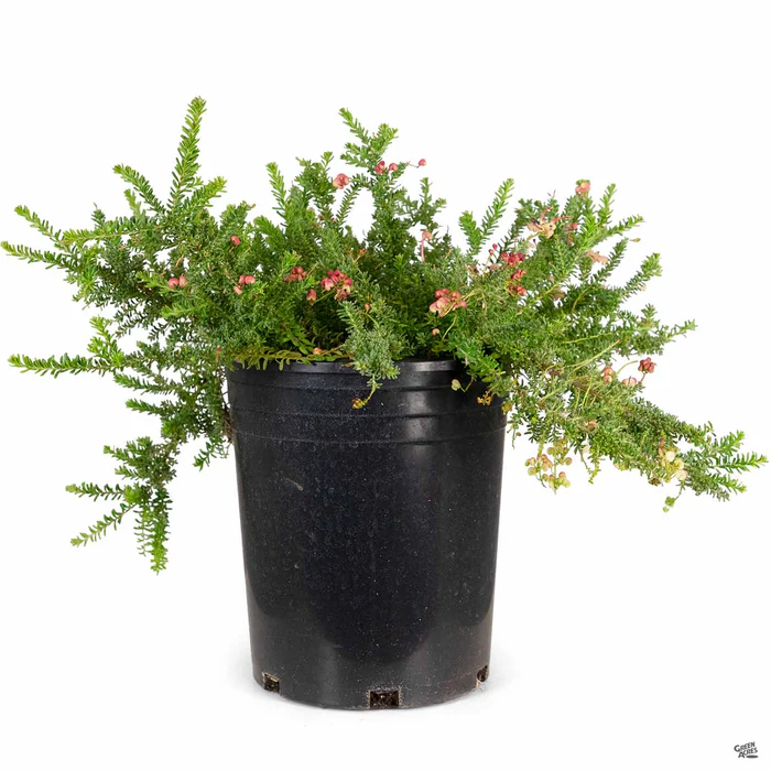 Grevillea 'Coastal Gem'