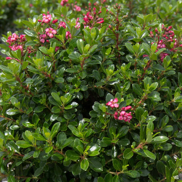 Escallonia 'Compacta'