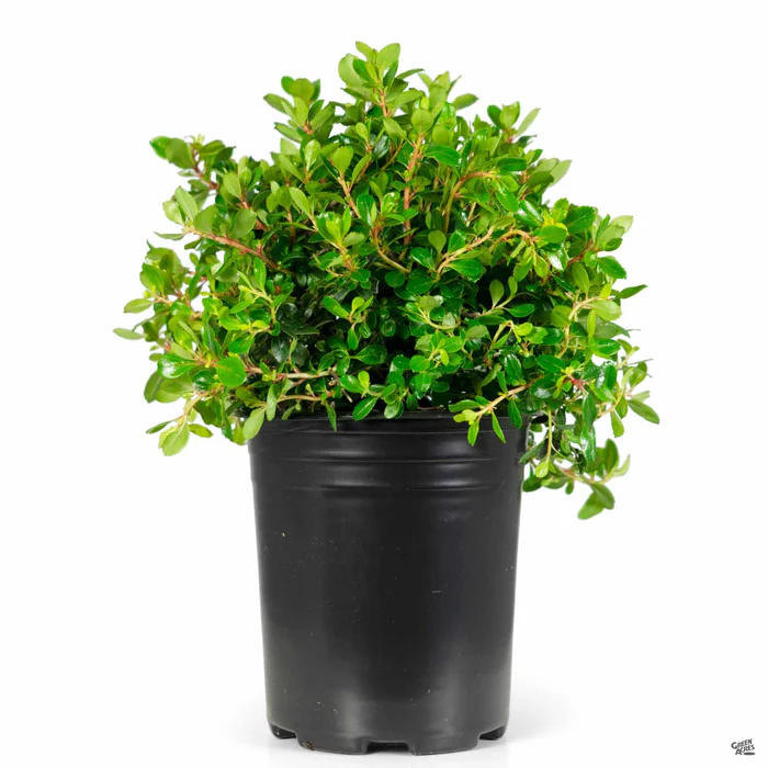 Escallonia 'Compacta'