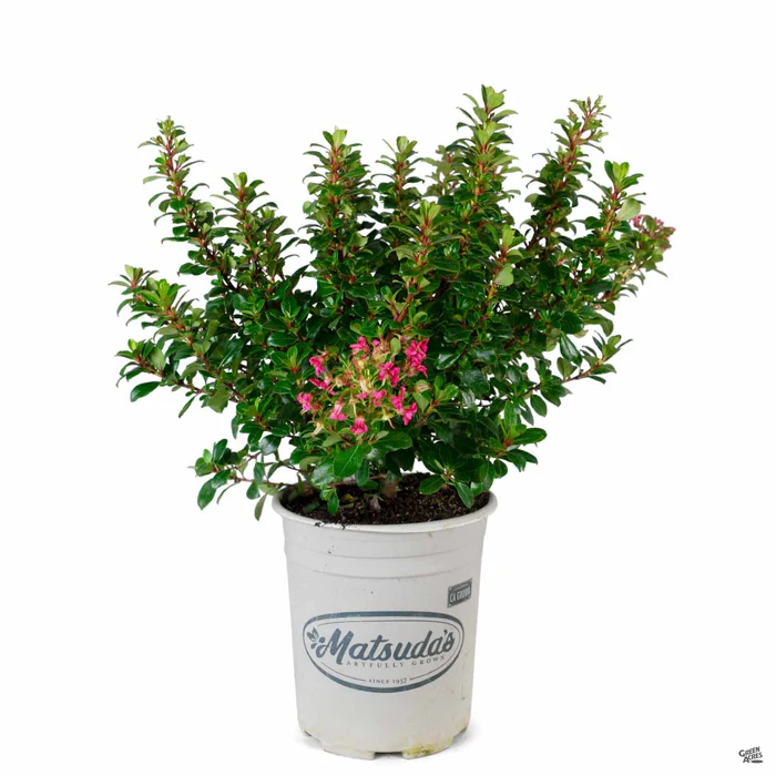 Escallonia 'Compacta'