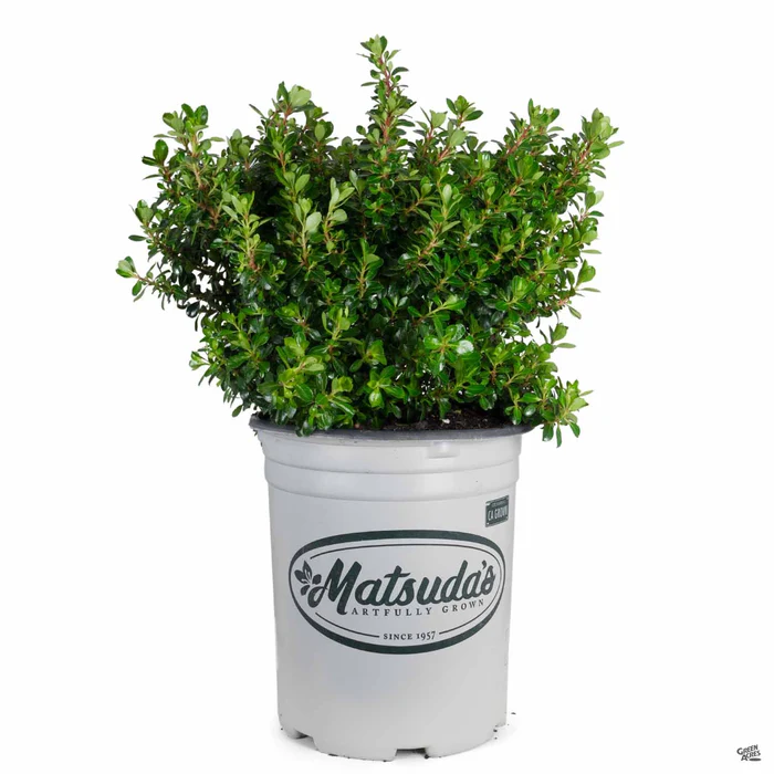 Escallonia 'Compacta'