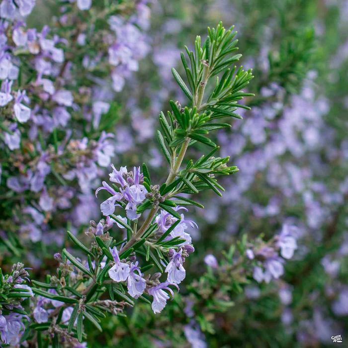 853-rosemary-tuscan-blue-1.webp Rosemary 'Tuscan Blue'