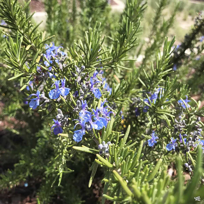 853-rosemary-tuscan-blue-2.webp Rosemary 'Tuscan Blue'