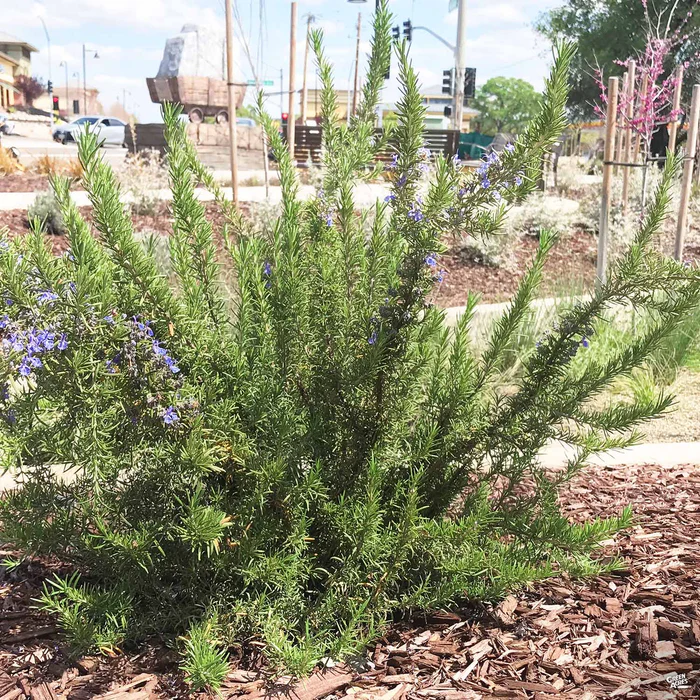 853-rosemary-tuscan-blue-3.webp Rosemary 'Tuscan Blue'