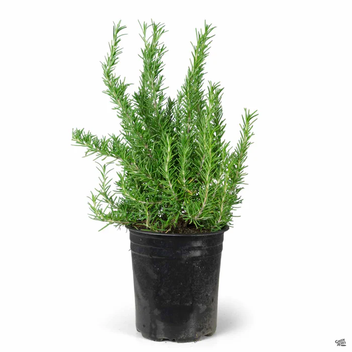 853-rosemary-tuscan-blue-4.webp Rosemary 'Tuscan Blue'