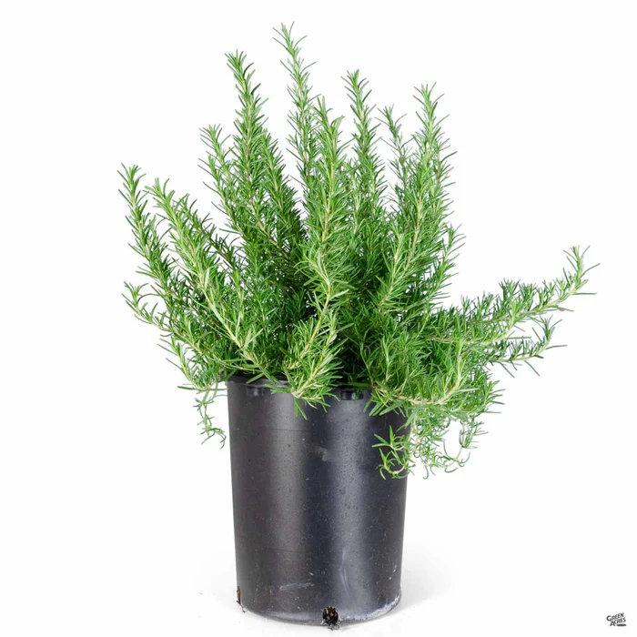 853-rosemary-tuscan-blue-5.webp Rosemary 'Tuscan Blue'