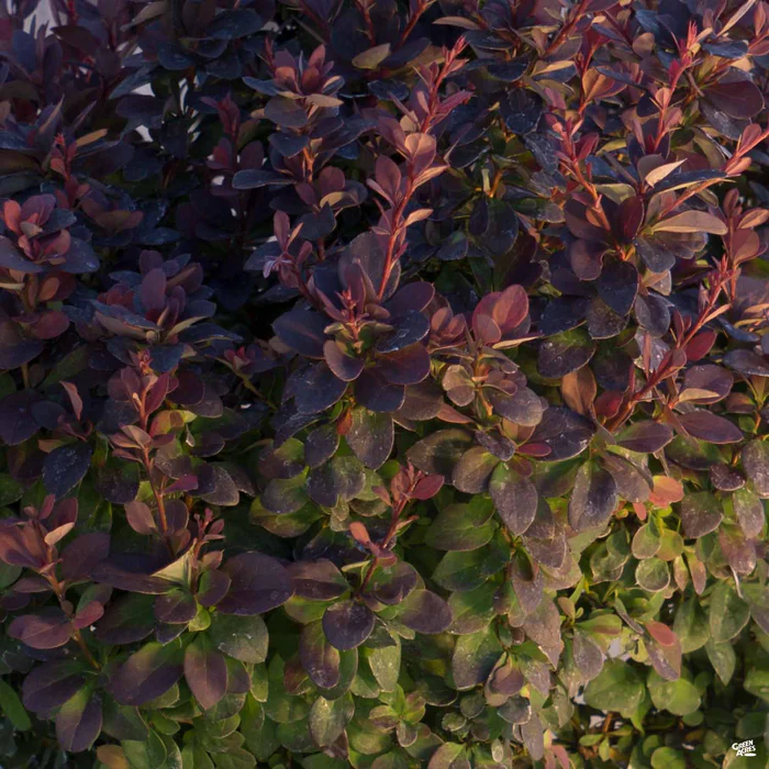 Barberry 'Concorde'