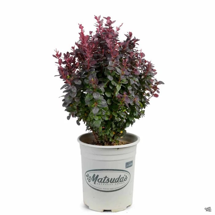 Barberry 'Concorde'