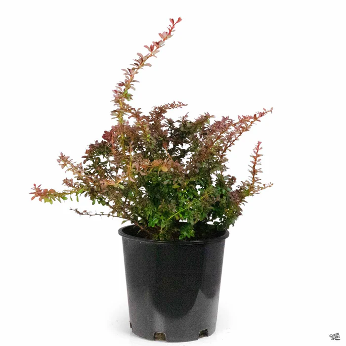 Barberry 'Concorde'