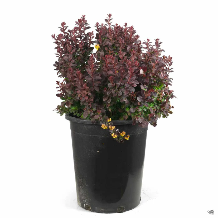Barberry 'Concorde'