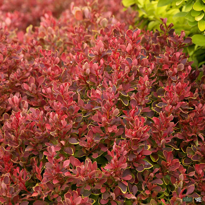 861-golden-ruby-barberry-monrovia-1.webp Golden Ruby Barberry | Monrovia