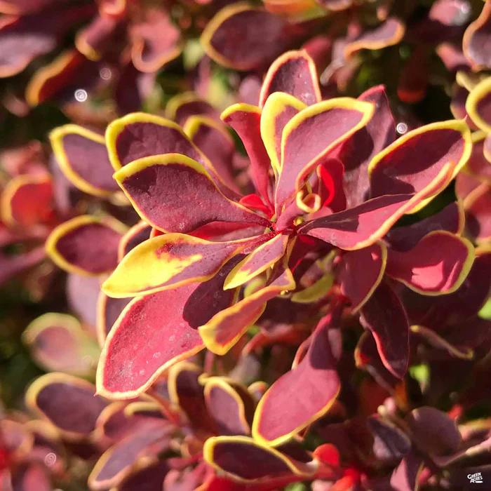 861-golden-ruby-barberry-monrovia-2.webp Golden Ruby Barberry | Monrovia