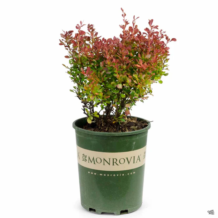 861-golden-ruby-barberry-monrovia-3.webp Golden Ruby Barberry | Monrovia