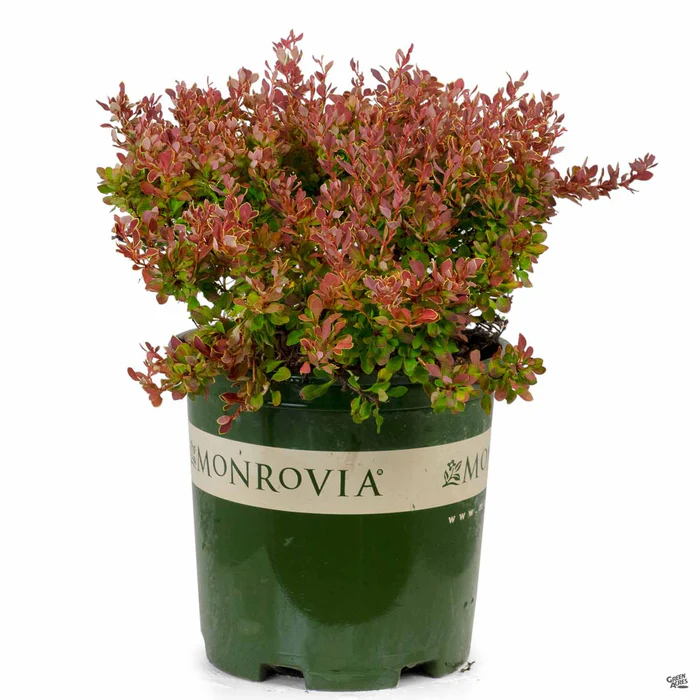 861-golden-ruby-barberry-monrovia-4.webp Golden Ruby Barberry | Monrovia