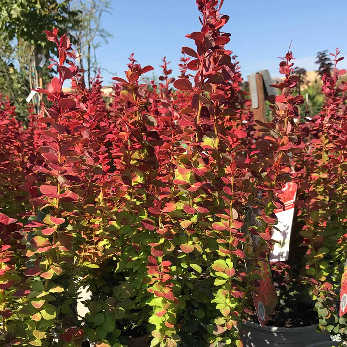 Barberry 'Orange Rocket'