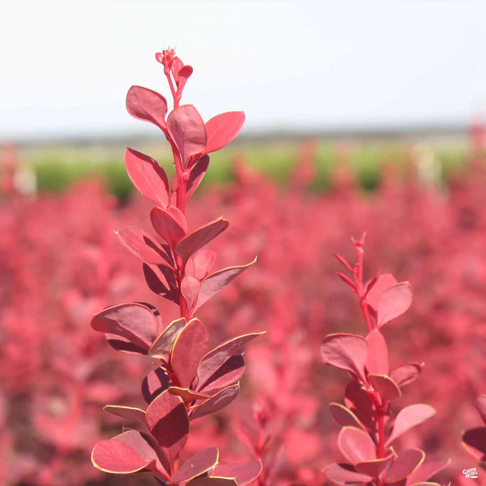 Barberry 'Orange Rocket'